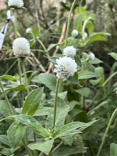 Gomphrena globos blanca