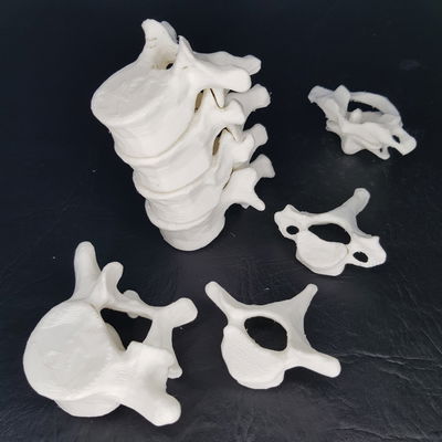 Vertebras Humanas Tamaño Real