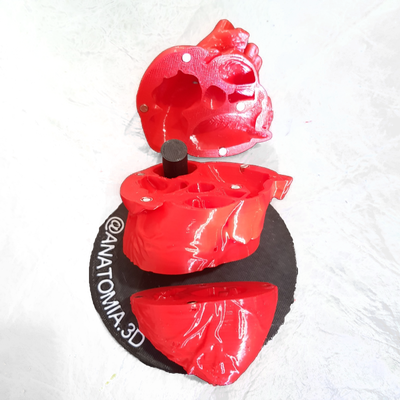 Corazon Flexible Cortes Axiales