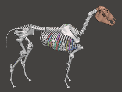 Esqueleto de Caballo con Base y Ruedas