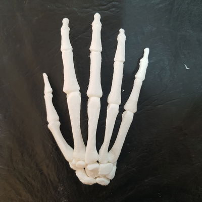 Mano Esqueleto Humana