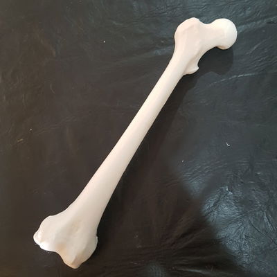 Femur Humano