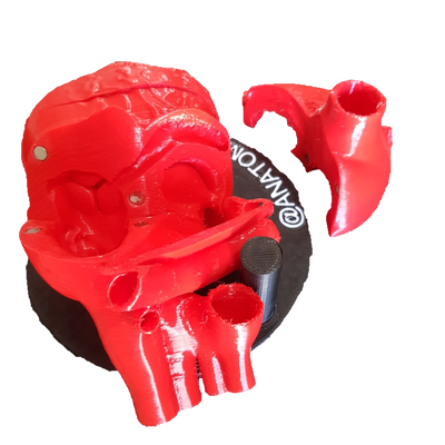 Corazon Flexible Seno Coronario