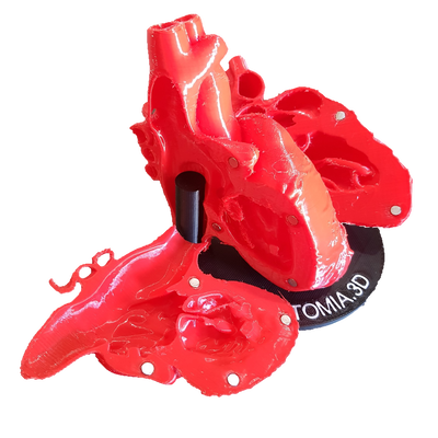 Corazon Flexible Cortes Oblicuos