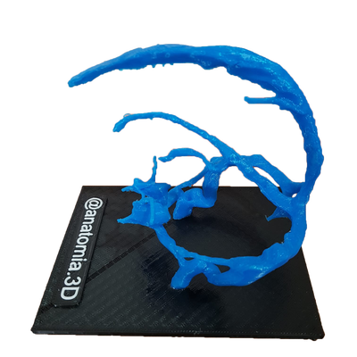 Maqueta De Senos Durales