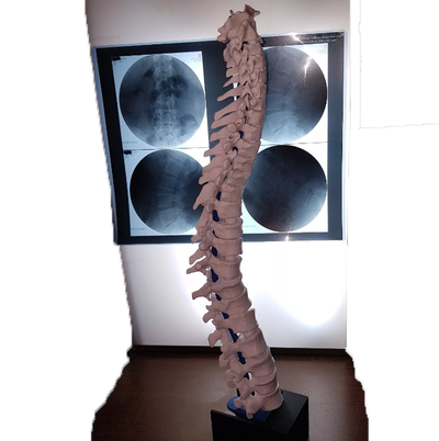 Columna Vertebral