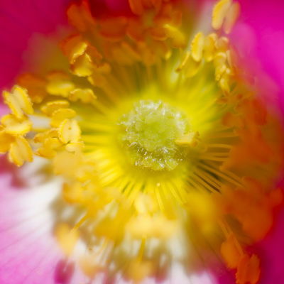 Un Rosal Silvestre 30x30cm