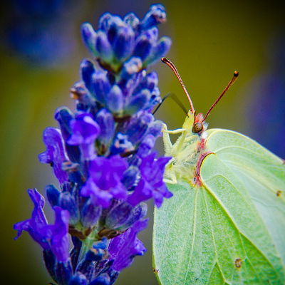 Una Mariposa Limonera 40x40cm