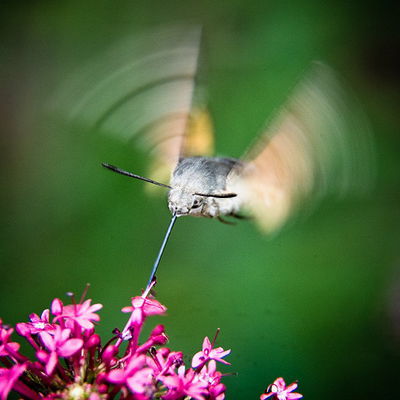 Un Esfinge Colibri 60x60cm