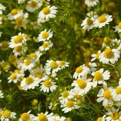 Esencias Hidrosolubles - Manzanilla 250ml