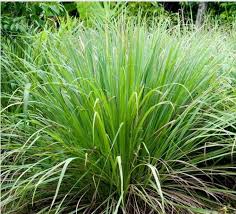 Esencias Hidrosolubles - Lemongrass 50ml
