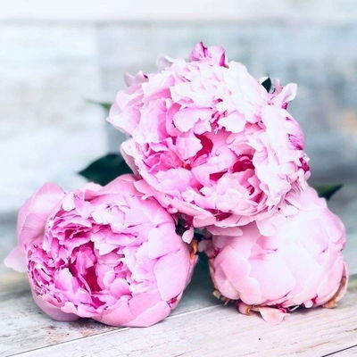 Esencias para Velas - Peonias 250 ml