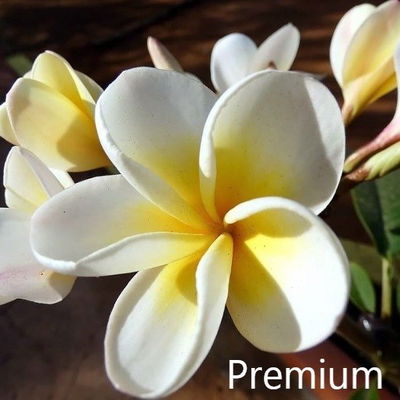 Esencias Hidrosolubles - Nag Champa PREMIUM 50ml