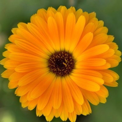 Esencias para Velas - Caléndula 50ml