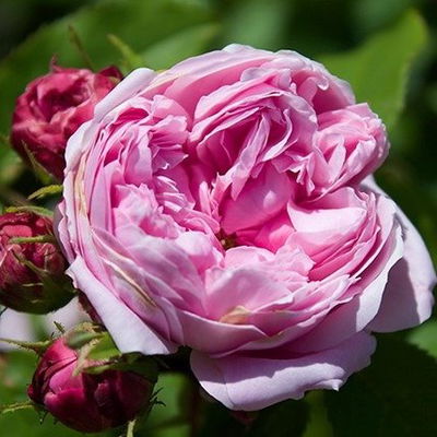 Esencias para Velas - Rosa Bulgara 250ml