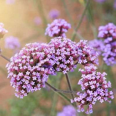 Esencias para Velas - Verbena 50ml