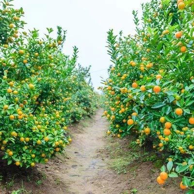 Esencias Hidrosolubles - Bosque de Mandarinas 50ml