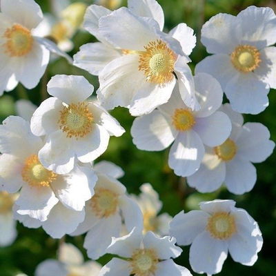 Esencias Hidrosolubles - Flores Blancas 250ml