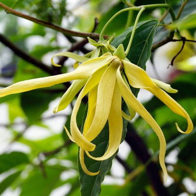 Esencias para Velas - Ylang Ylang 50ml