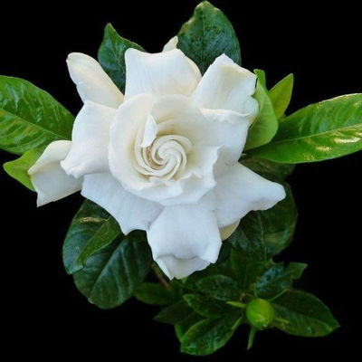 Esencias Hidrosolubles - Gardenias 50ml