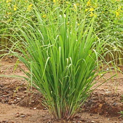 Esencias para Velas - Lemongrass 250ml