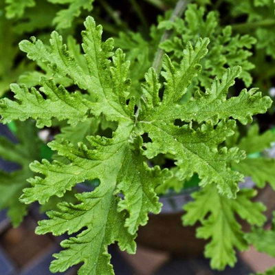 Esencias Hidrosolubles - Citronella 50ml