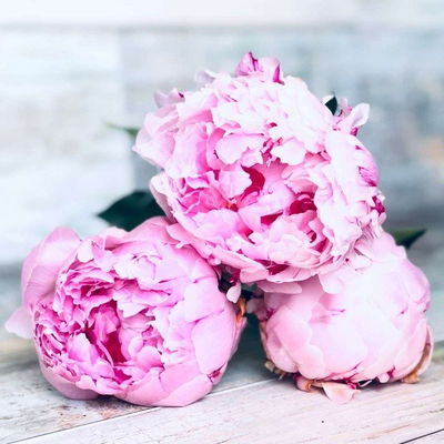 Esencias para Velas - Peonias 50ml