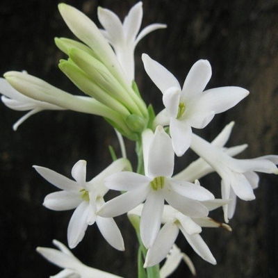 Esencias para Velas - Nardo 50ml