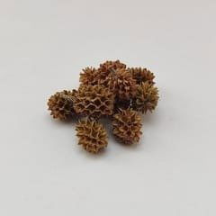 Semillas de Casuarina - 25gr