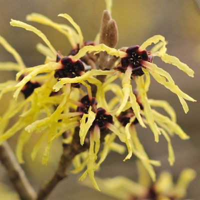 Agua de Hamamelis