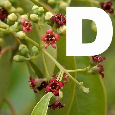 Esencias para Velas - Sándalo Dulce 50ml