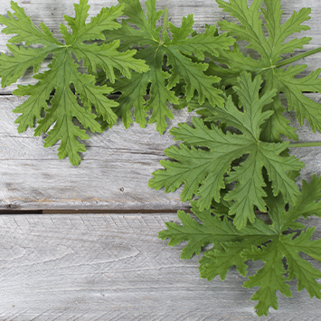 Esencias para Velas - Citronella 50ml