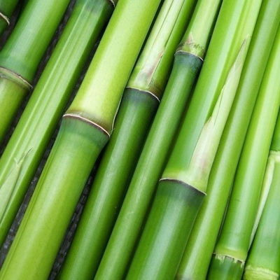 Esencias para Velas - Bambu 250ml