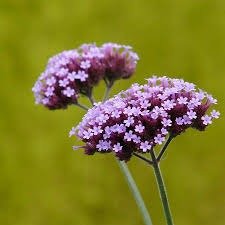 Esencias Hidrosolubles - Verbena 50ml