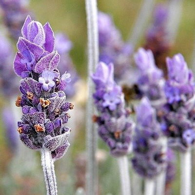 Esencias Hidrosolubles - Lavanda 250ml