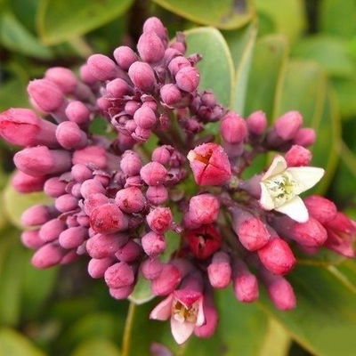 Esencias Hidrosolubles - Sándalo Dulce 250ml