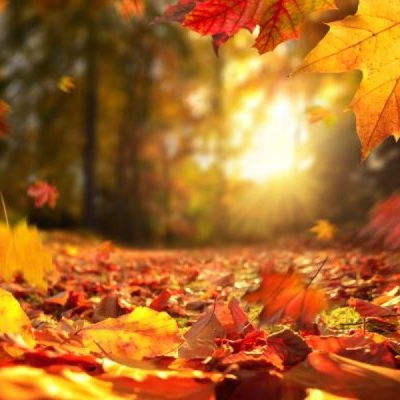 Esencias para Velas - Brisa de Otoño 50ml