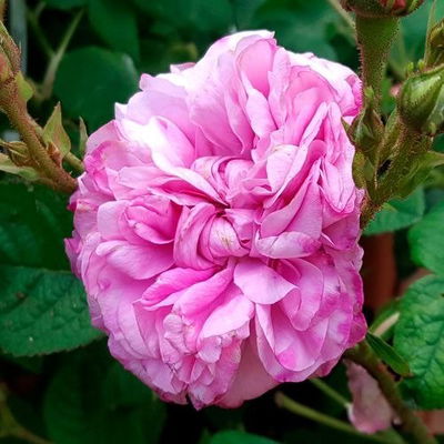 Esencias para Velas - Rosa Bulgara 50ml