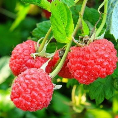 Esencias para Velas - Frambuesa 50ml