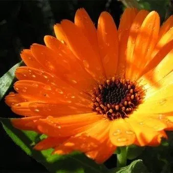 Esencias Hidrosolubles - Calendula 250ml