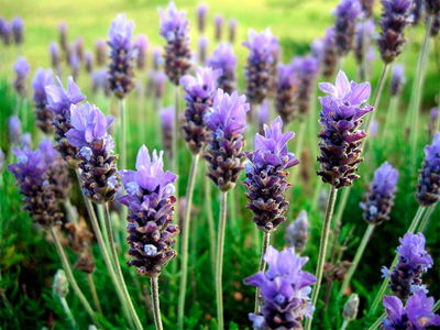 Agua Micelar de Lavanda - 250ml