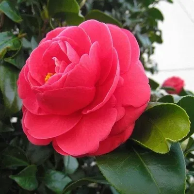 Esencias para Velas - Magnolia Camelias 250ml