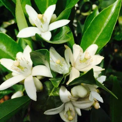 Esencias para Velas - Azahar - 50ml