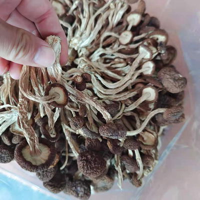 HONGO SETAS DE TE 200G FS4