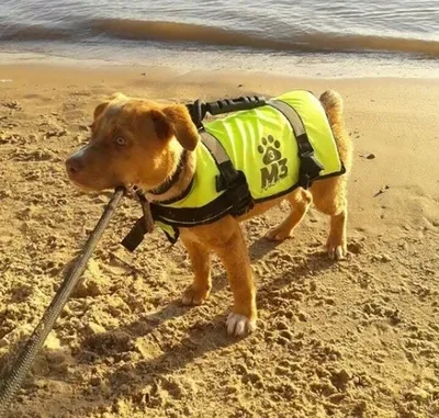 SALVAVIDAS PERROS