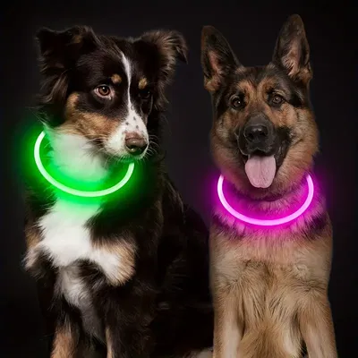 Collar Mascotas Led Luminoso USB Recargable Tendencia