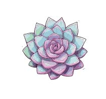 Suculenta