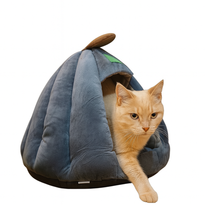 MOISES CUCHA CALABAZA