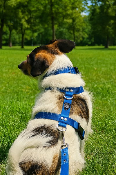 Kit Pretal H Regulable + Collar + Correa Combo