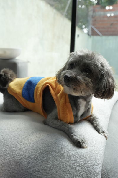 PETS Ropita Musculosa Boca